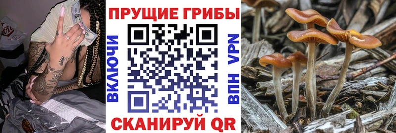 Псилоцибиновые грибы Cubensis  ОМГ ОМГ ТОР  Чадан 